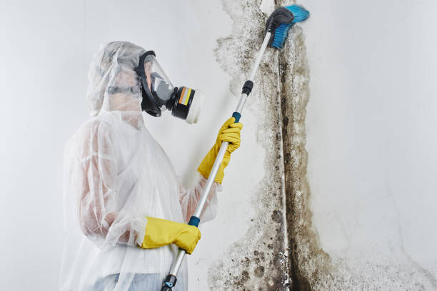 Best Water Damage & Mold Remediation  in Bishop, TX